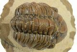 Detailed Reedops Trilobite - Foum Zguid, Morocco #271916-3